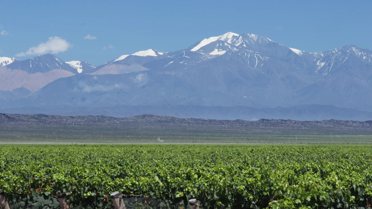 Viñedos al pie de la cordillera de los Andes nevada, en Mendoza